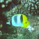 32- Poisson-papillon a deux selles 